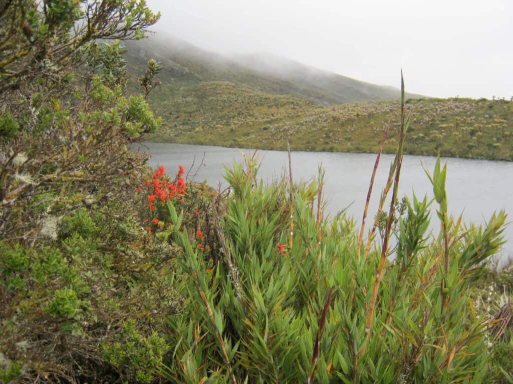 Paramo_colombian_hikes_Ridingcolombia